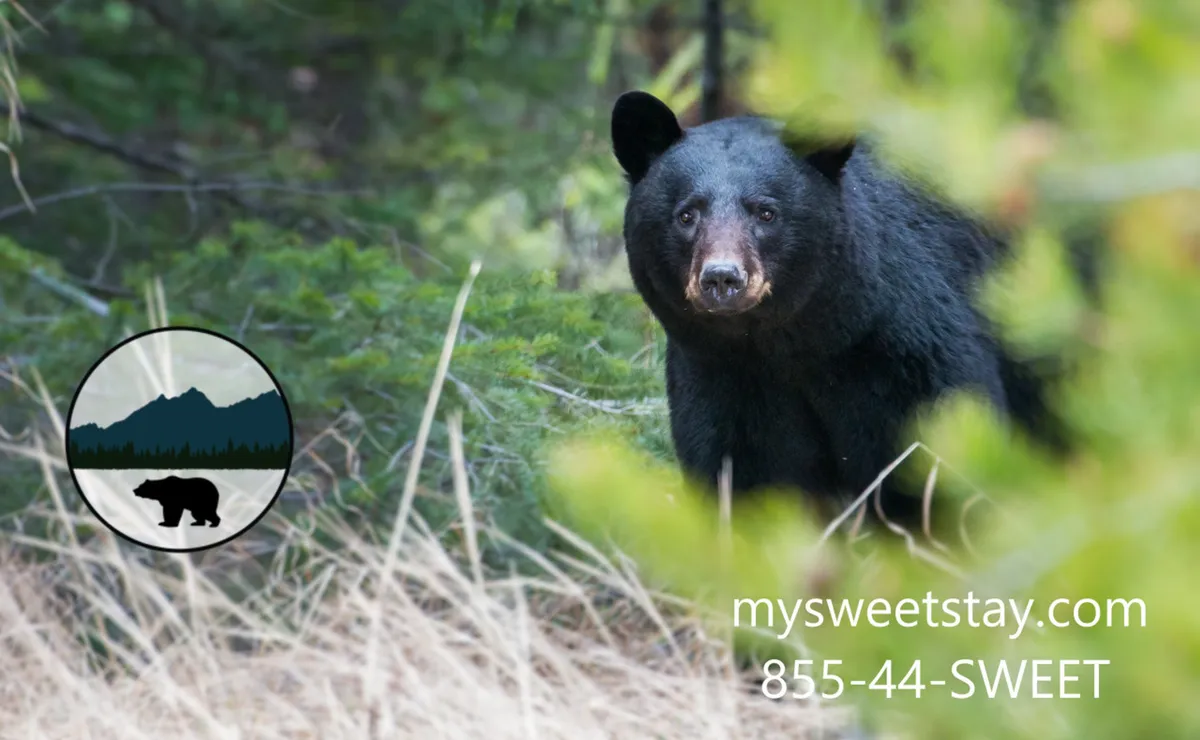 An exterior shot featuring a black bear set amidst green foliage and dry grass, evoking the natural, adventurous spirit of the Pigeon Forge area. The image suggests wildlife encounters and the unique experiences available just outside the resort.